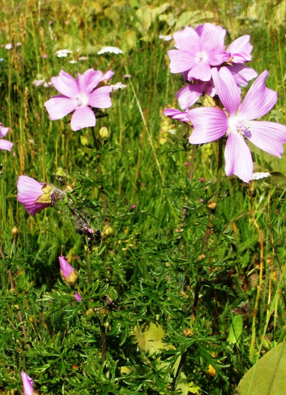 Malva alcea